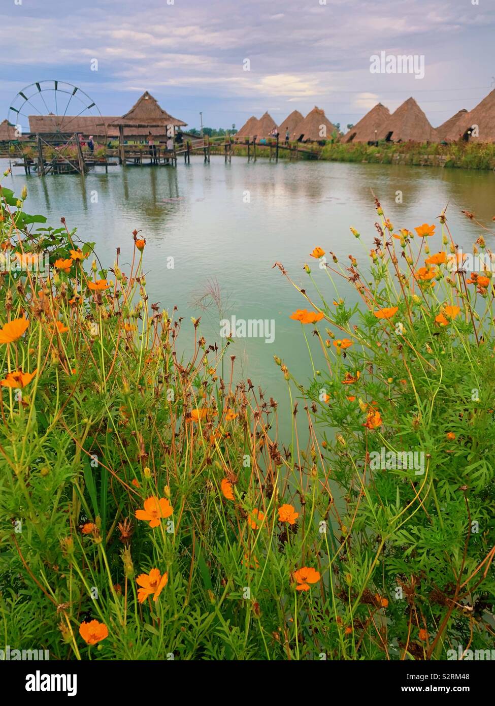 Part of lotus farm and picnic huts outside of Siem reap Cambodia - Smartphone Captured Stock Image