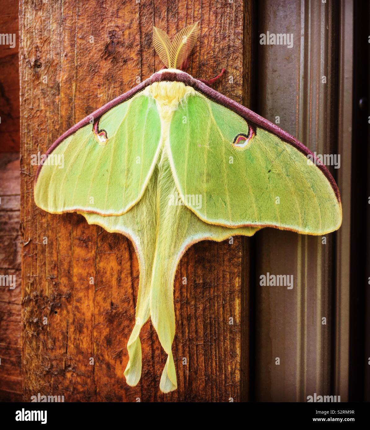 Luna Moth. The Luna moth (Actias luna) is a Nearctic moth in the family Saturniidae, subfamily Saturniinae, a group commonly known as giant silk moths. Stock Photo