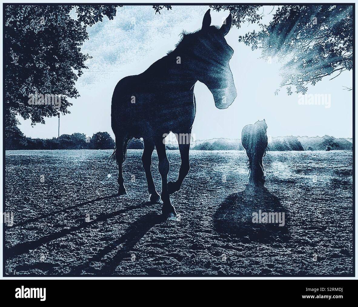 Horses. - Smartphone Captured Stock Image