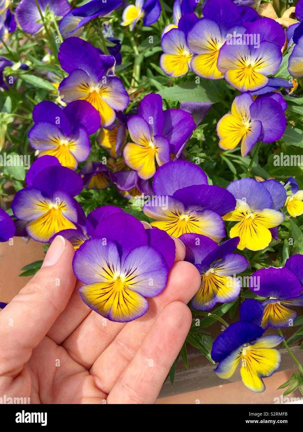 Woman’s hand holding Multi-colored perennial violas (celestial northern lights variety) - Smartphone Captured Stock Image