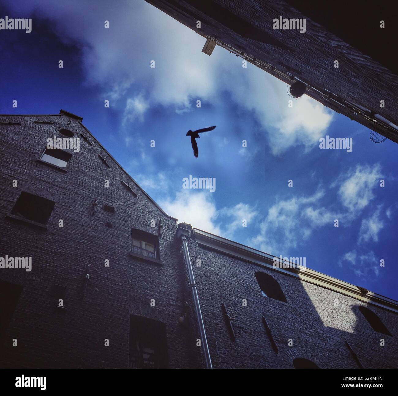Black bird flying over a narrow street with black-painted houses in Amsterdam, Netherlands Stock Photo