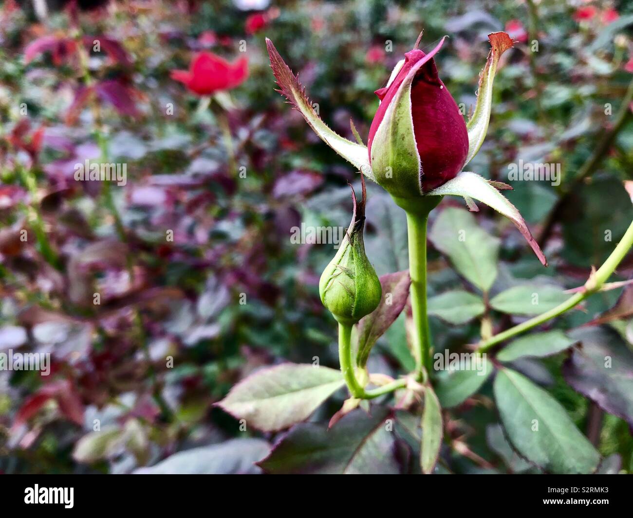Rose buds. - Smartphone Captured Stock Image