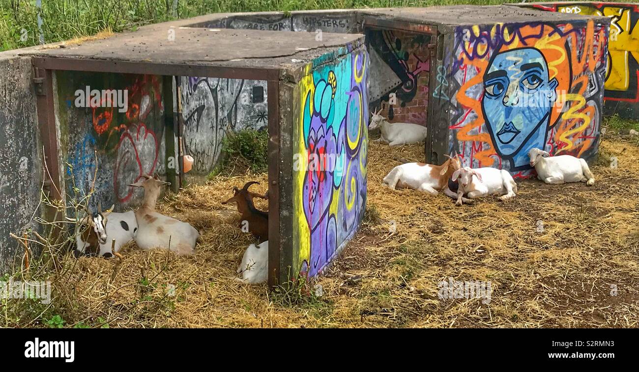 Street goats Purdown - Smartphone Captured Stock Image