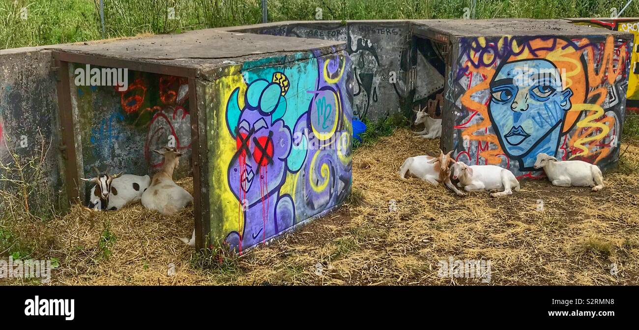 Street goats bristol - Smartphone Captured Stock Image