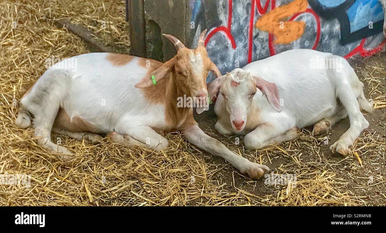 Street goats bristol - Smartphone Captured Stock Image