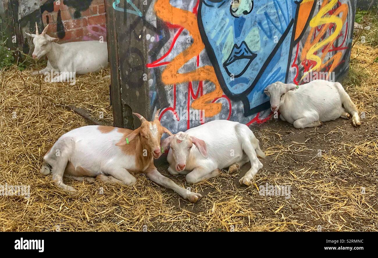 Street goats bristol - Smartphone Captured Stock Image