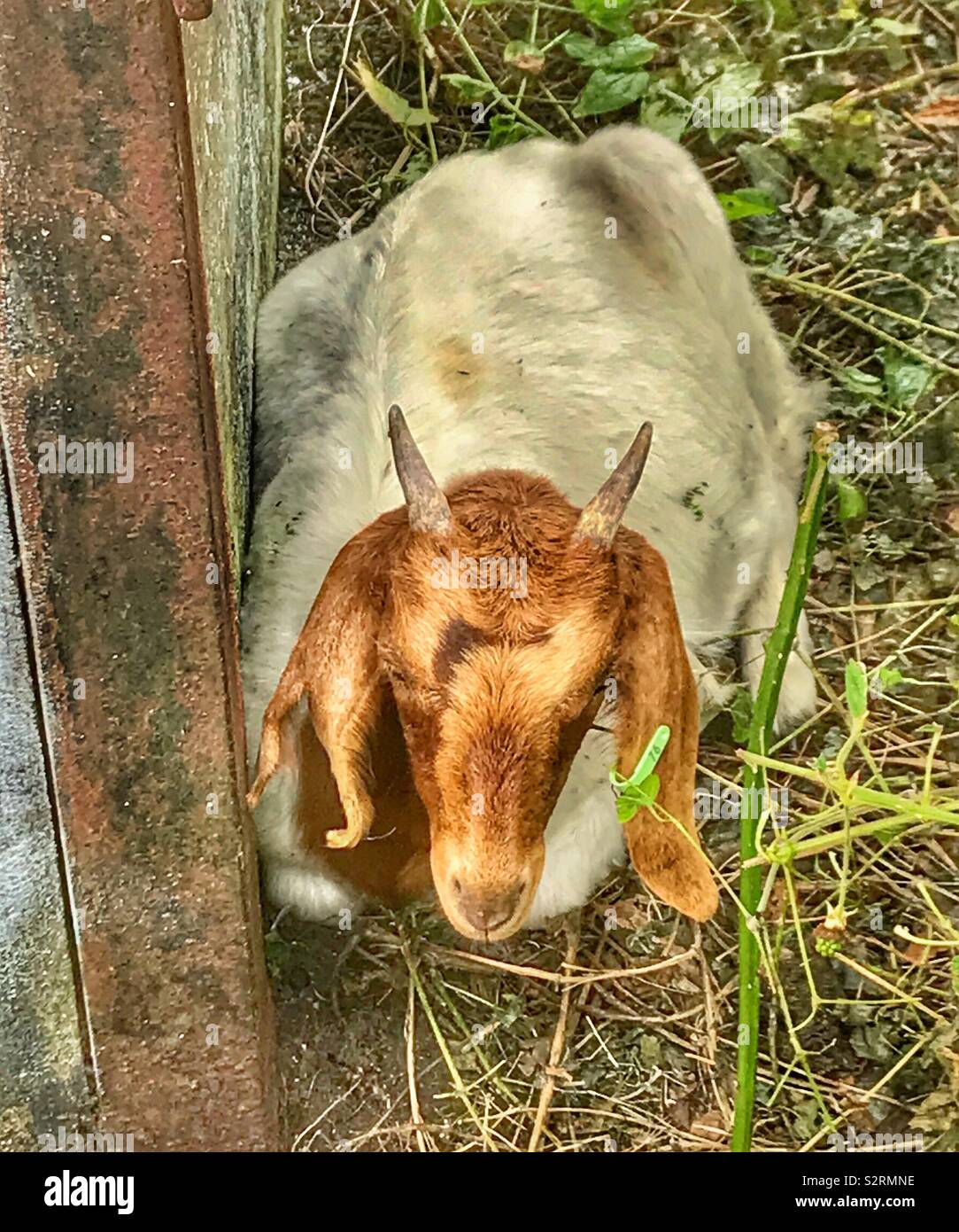 Street goats bristol - Smartphone Captured Stock Image