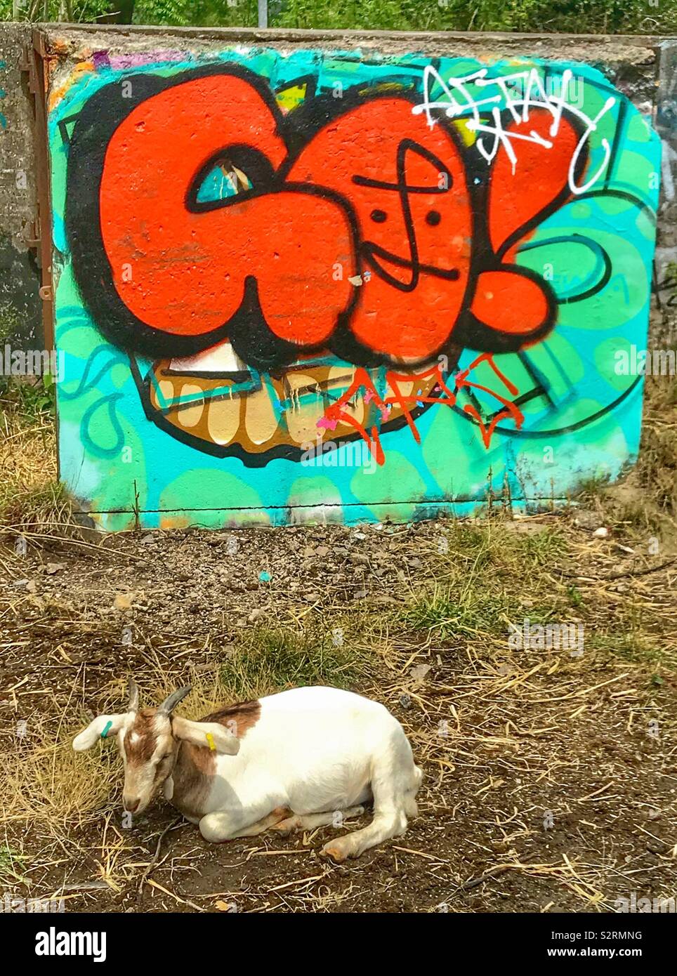 Street goats bristol - Smartphone Captured Stock Image