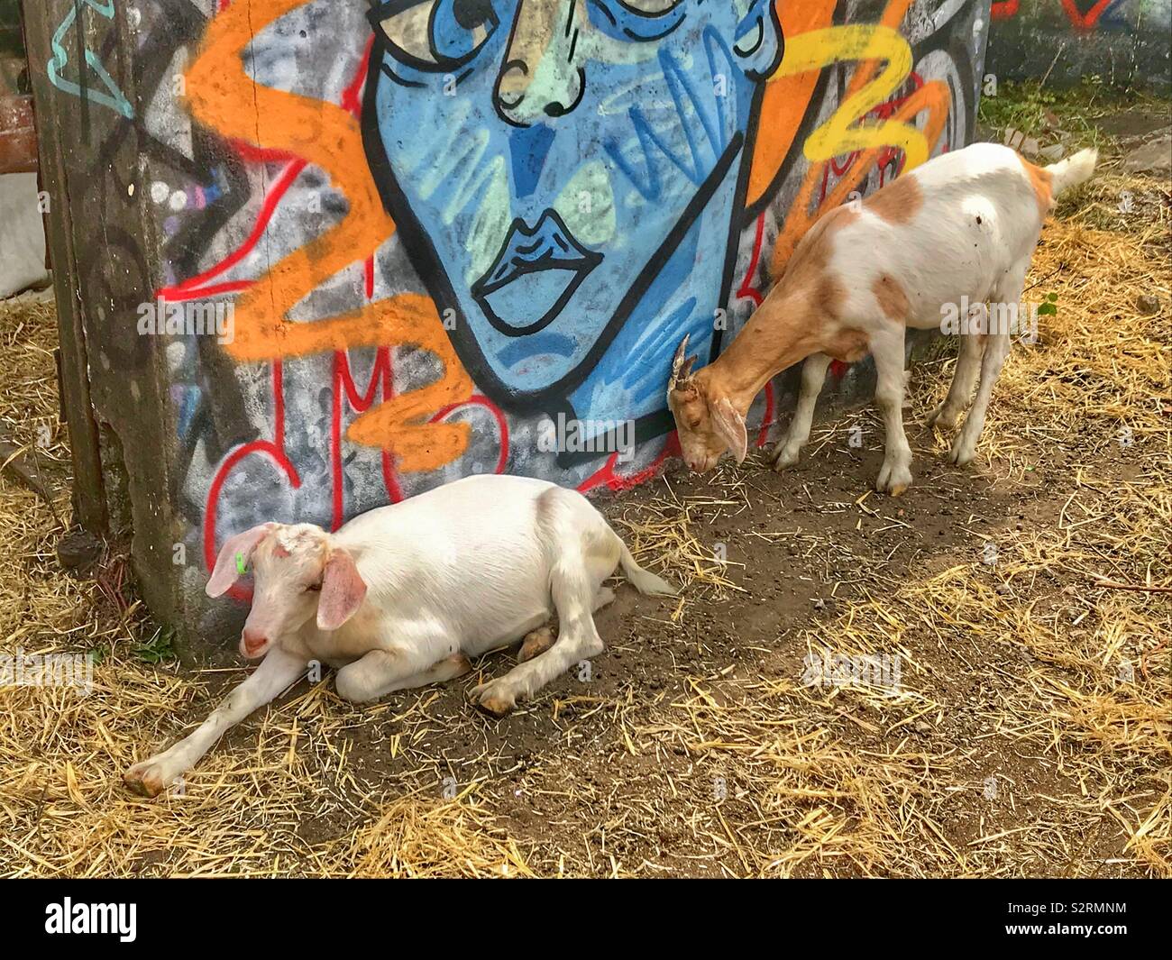 Street goats bristol - Smartphone Captured Stock Image