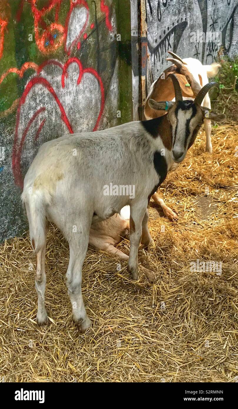 Street goats bristol - Smartphone Captured Stock Image