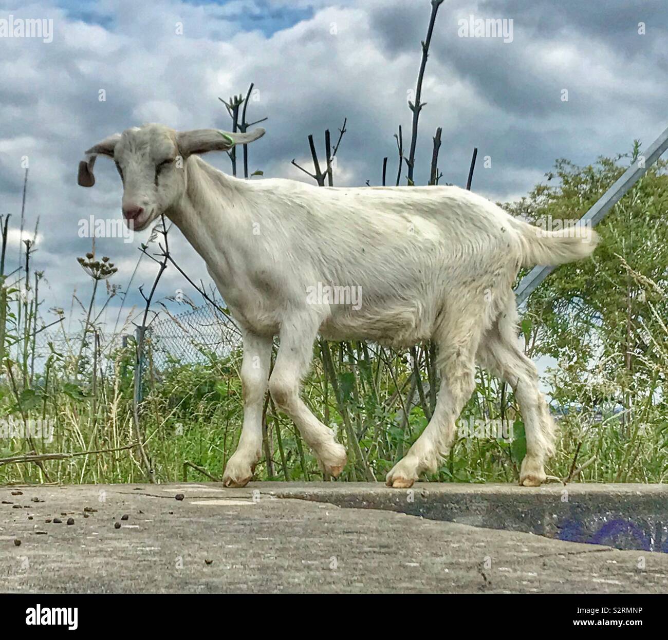 Street goats bristol - Smartphone Captured Stock Image