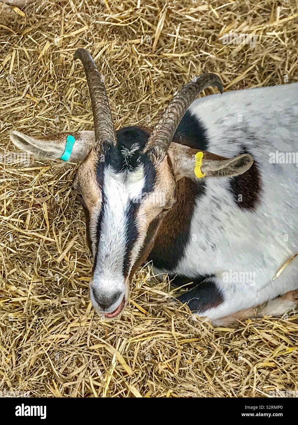 Street goats bristol - Smartphone Captured Stock Image