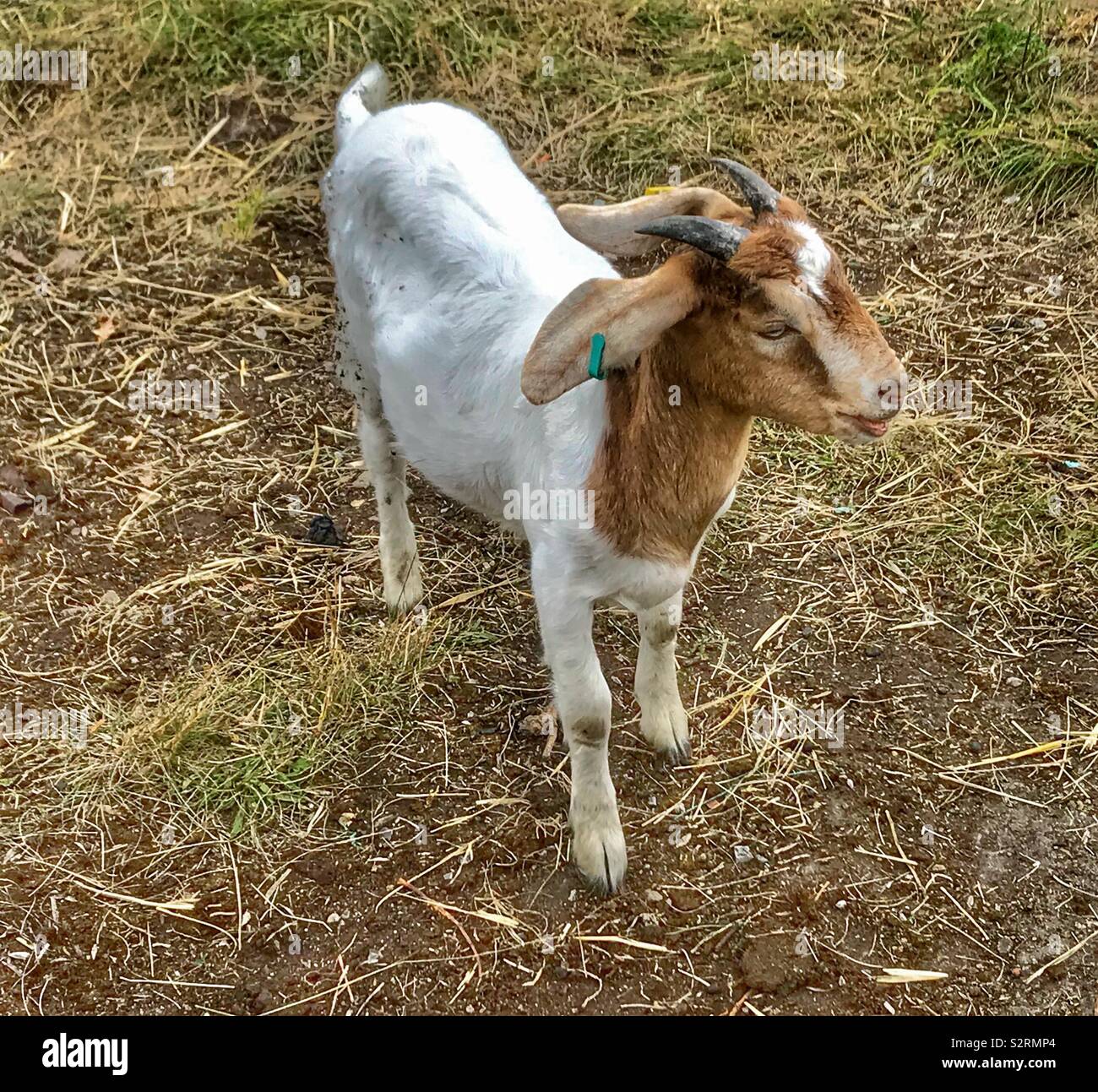 Street goats bristol - Smartphone Captured Stock Image
