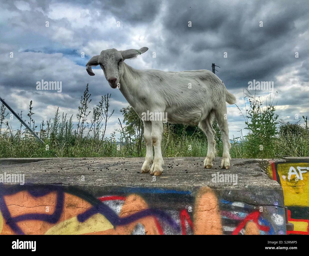 Street goats bristol Stock Photo