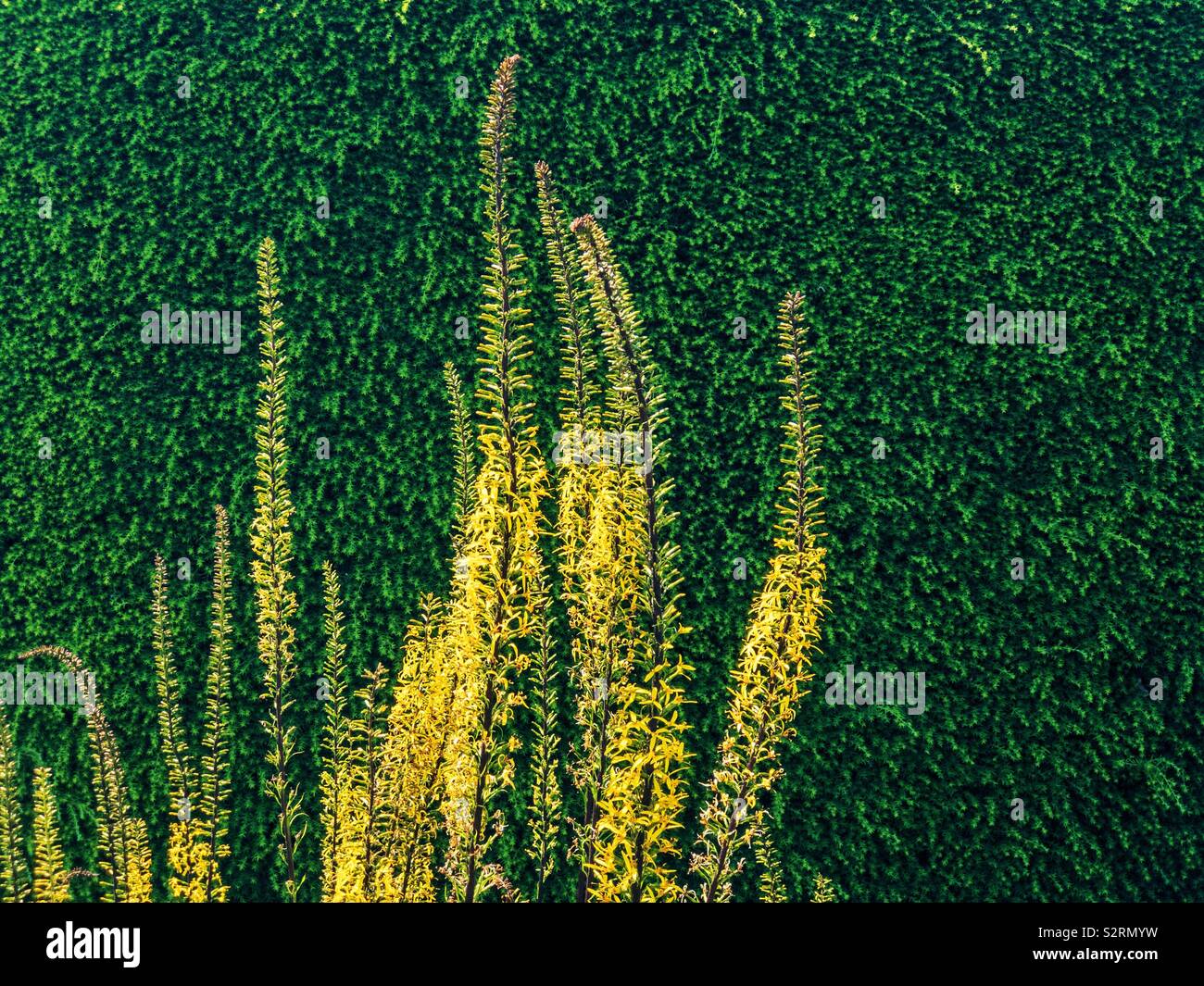 Green and yellow hedge hires stock photography and images Alamy