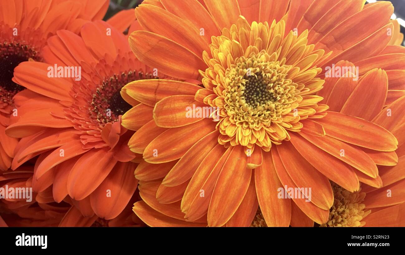 Bright orange Gerbera Daisy plants in big, macro closeup - Smartphone Captured Stock Image