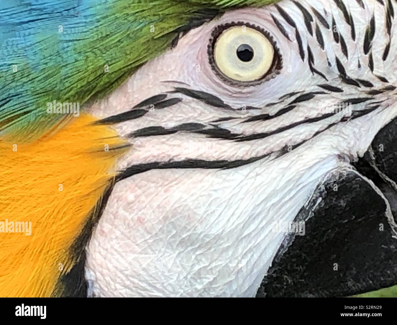 Gold anda blue macaw hi-res stock photography and images - Alamy