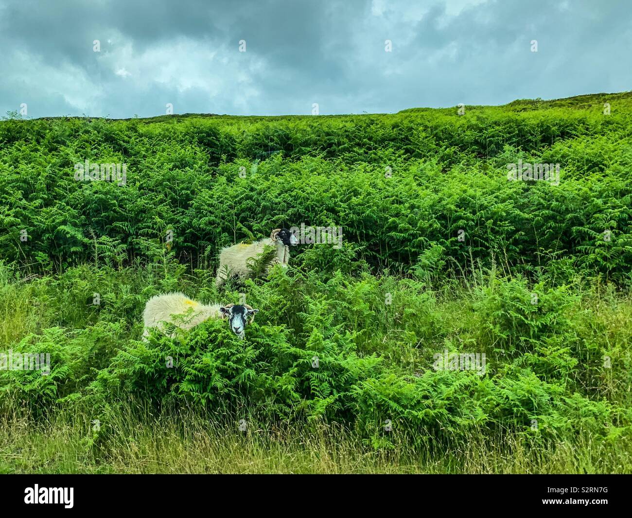 Goats and sheep in tall grass Stock Photo