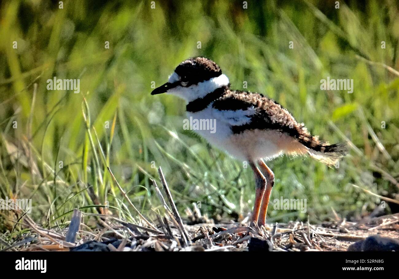 Birds of North America, Juvenile killdeer Stock Photo Alamy