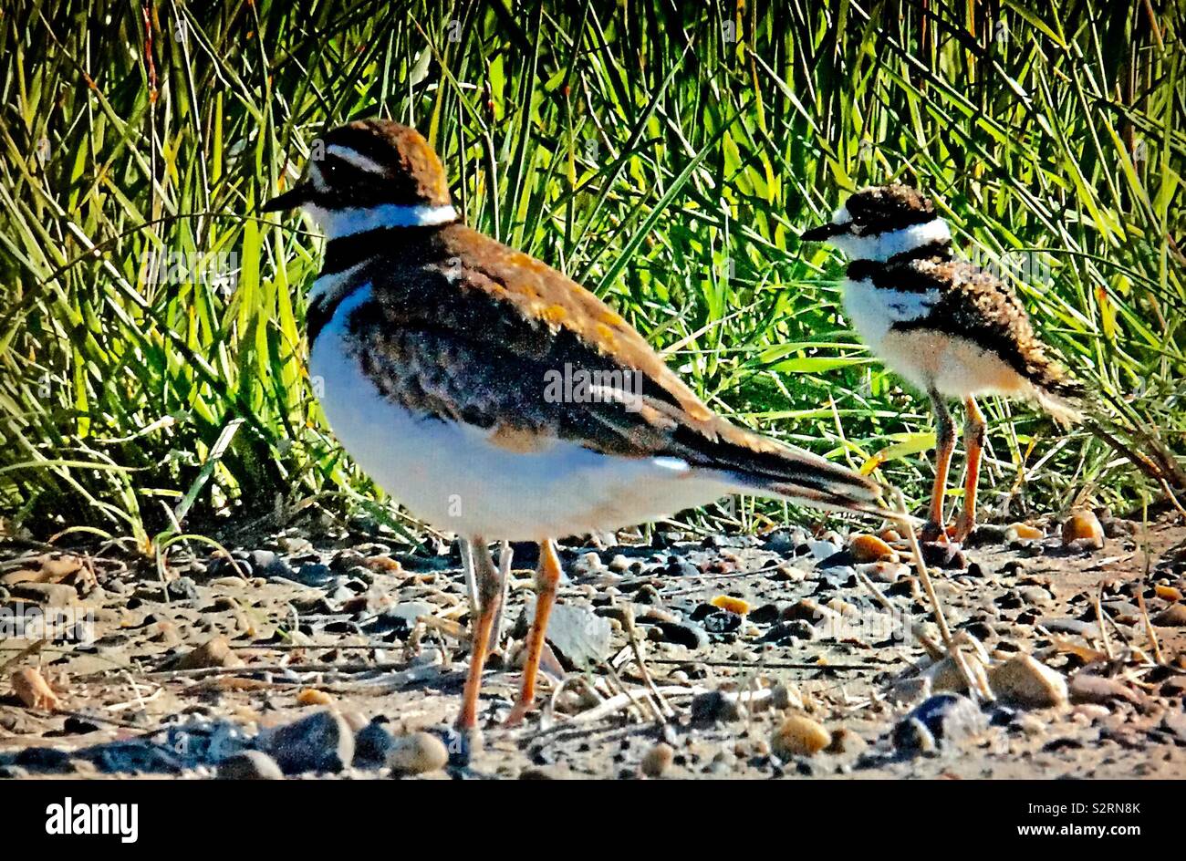 Birds of North America, Juvenile killdeer with parent Stock Photo Alamy
