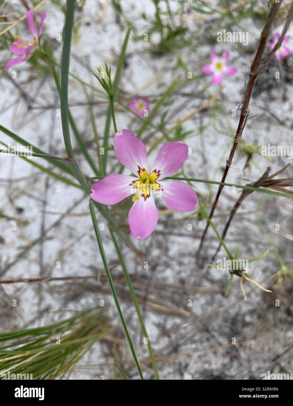 Closeup of pink wildflower with unique center growing in the sand on the beach - Smartphone Captured Stock Image