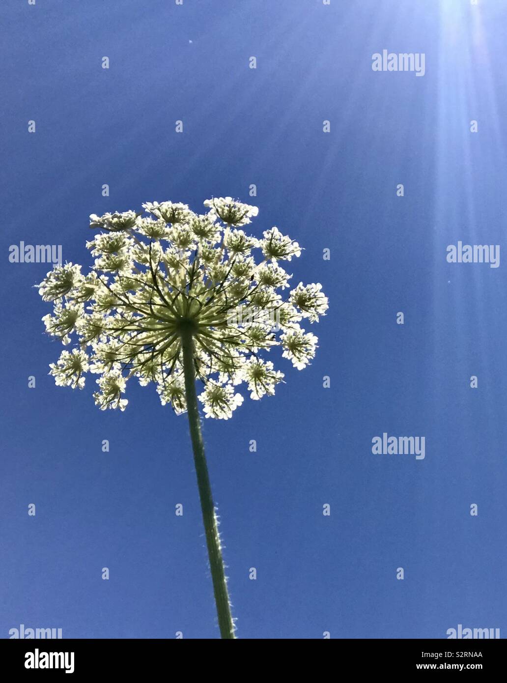 Queen Anne’s Lace Stock Photo Alamy