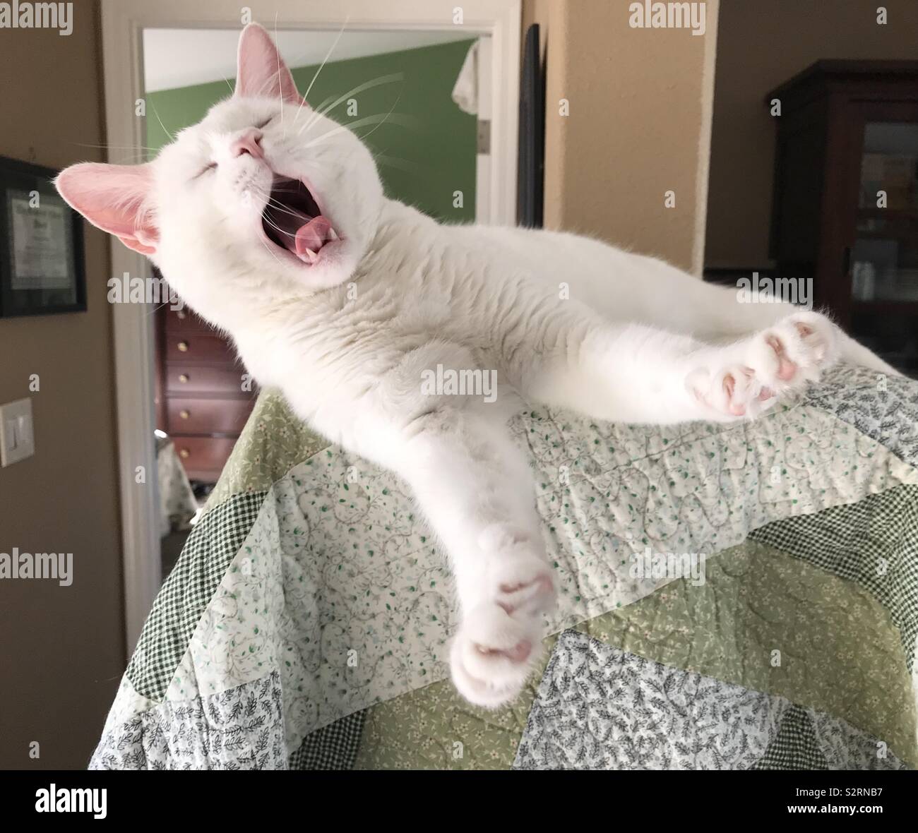 Big yawn Stock Photo