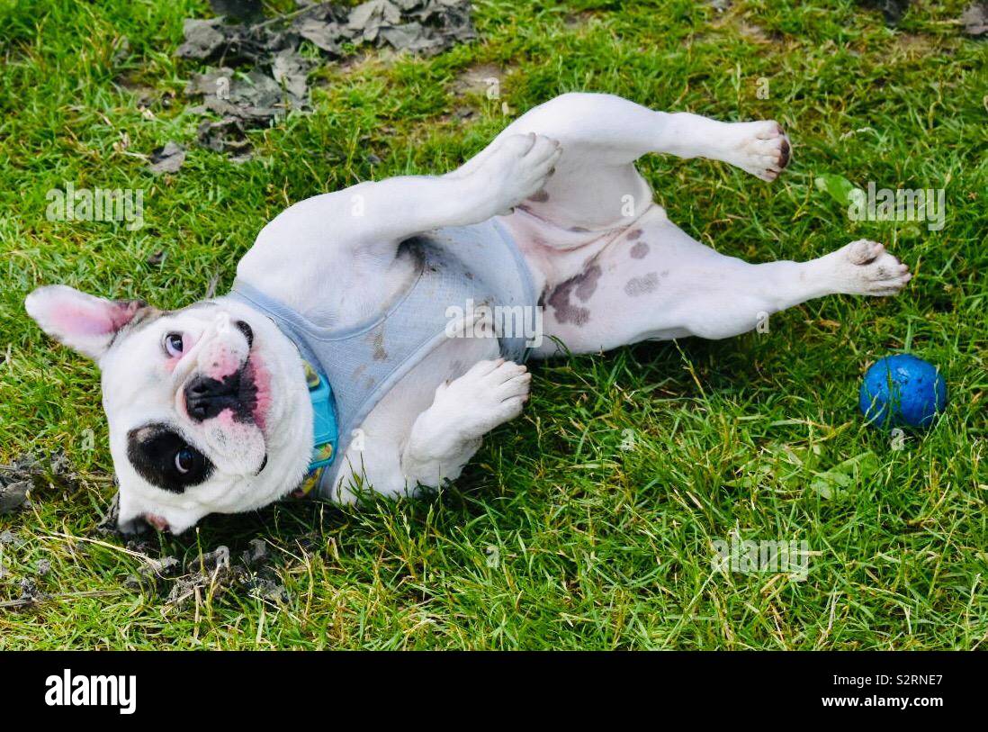 French bulldog posing with ball Stock Photo Alamy