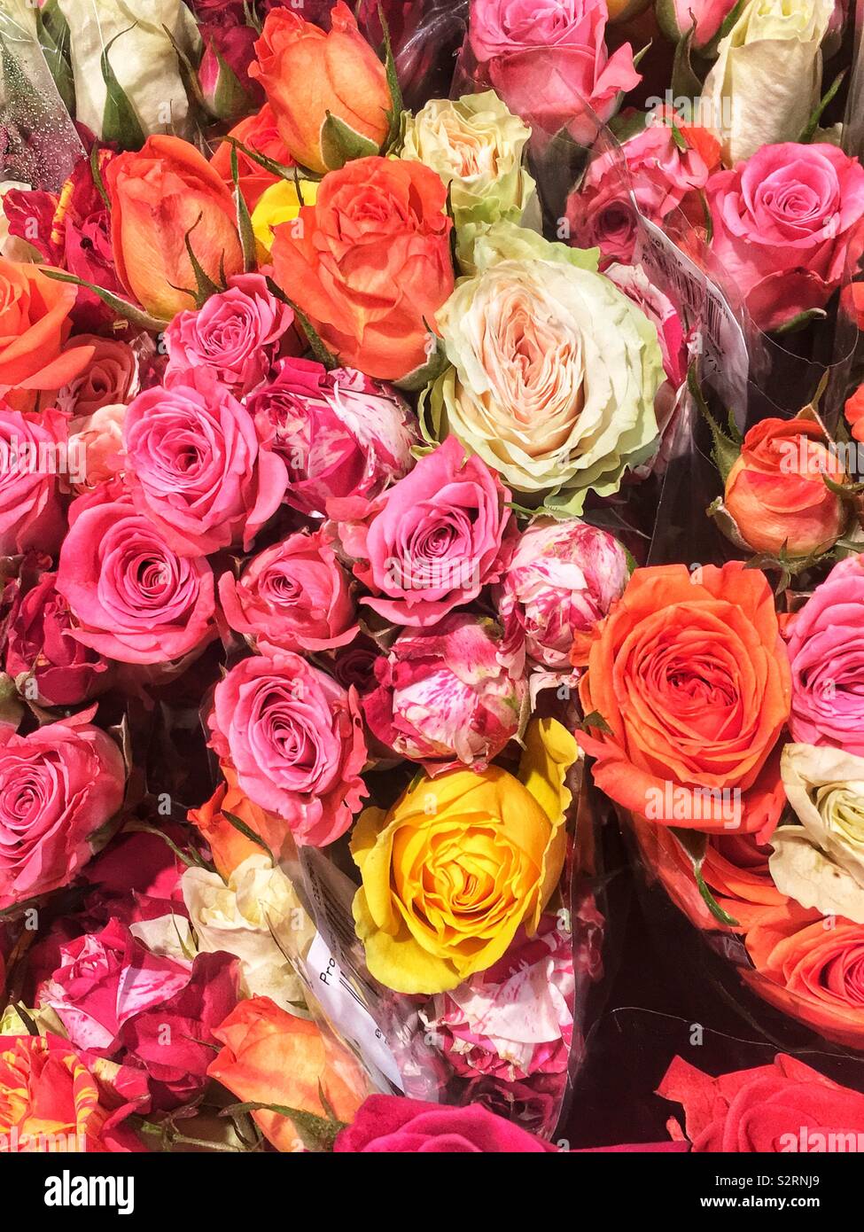 Full frame of many fresh colorful roses in full bloom. Stock Photo