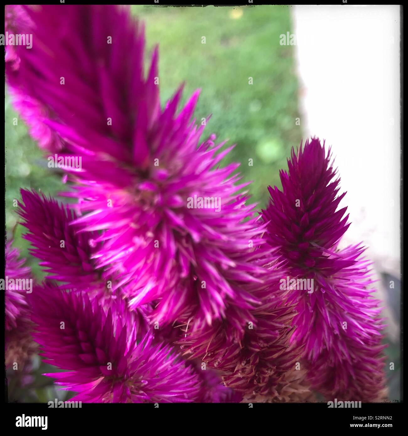 Pink bottle brush plant Stock Photo