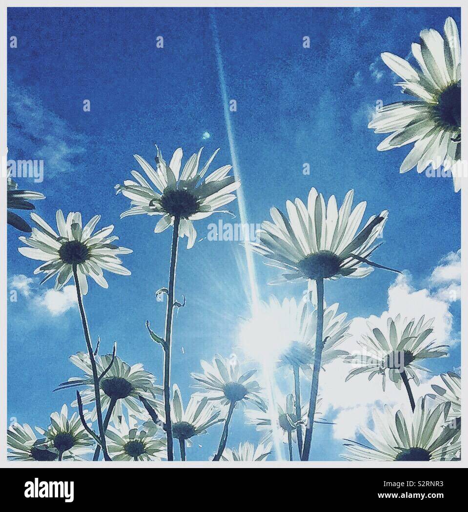 White daisies against a blue sky. - Smartphone Captured Stock Image
