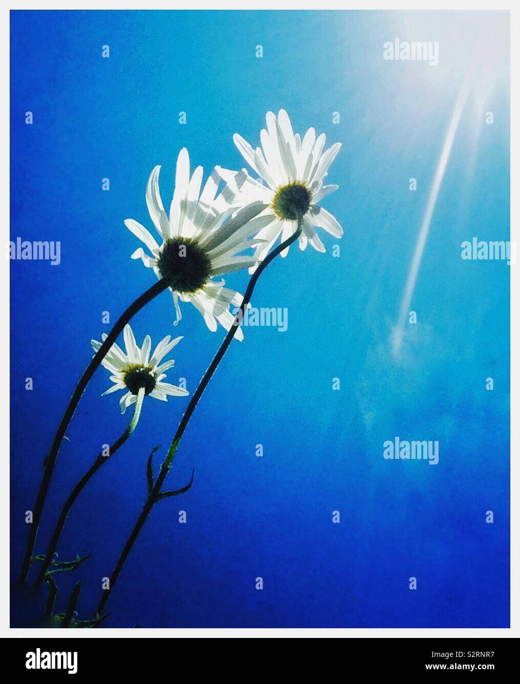 Daisies in the sun. - Smartphone Captured Stock Image