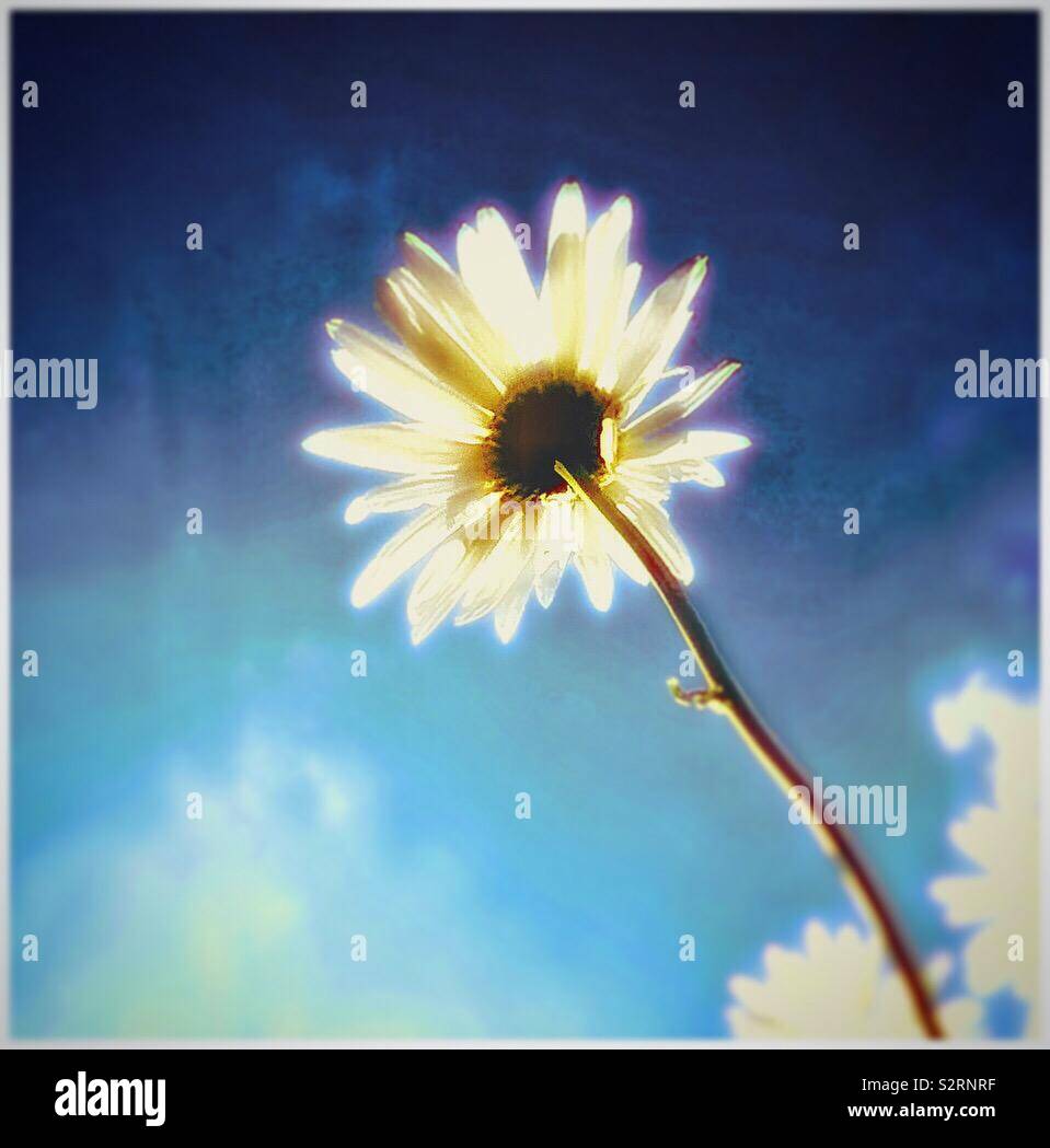 A single daisy. - Smartphone Captured Stock Image