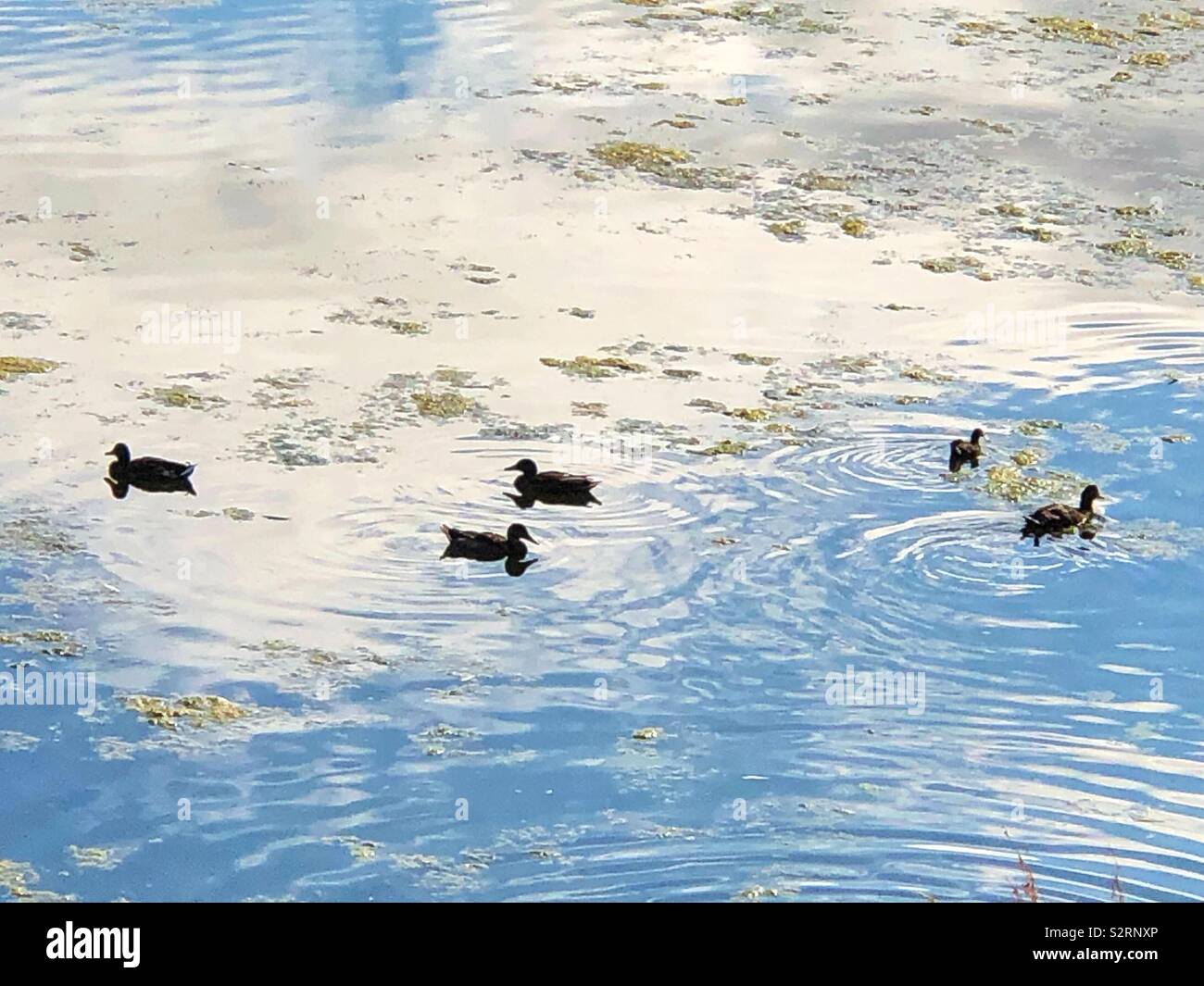 Ducks on pond with reflected blue sky - Smartphone Captured Stock Image