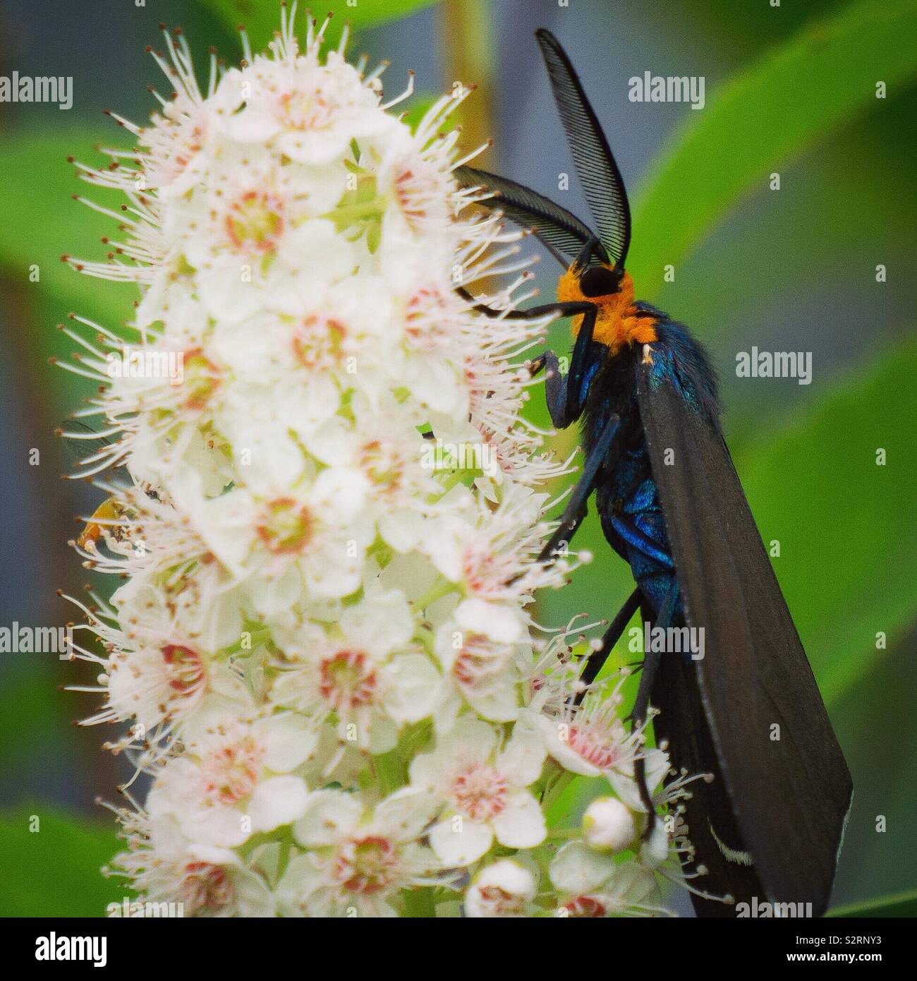 Virginia Ctenucha moth, Wayne County, Pennsylvania Stock Photo