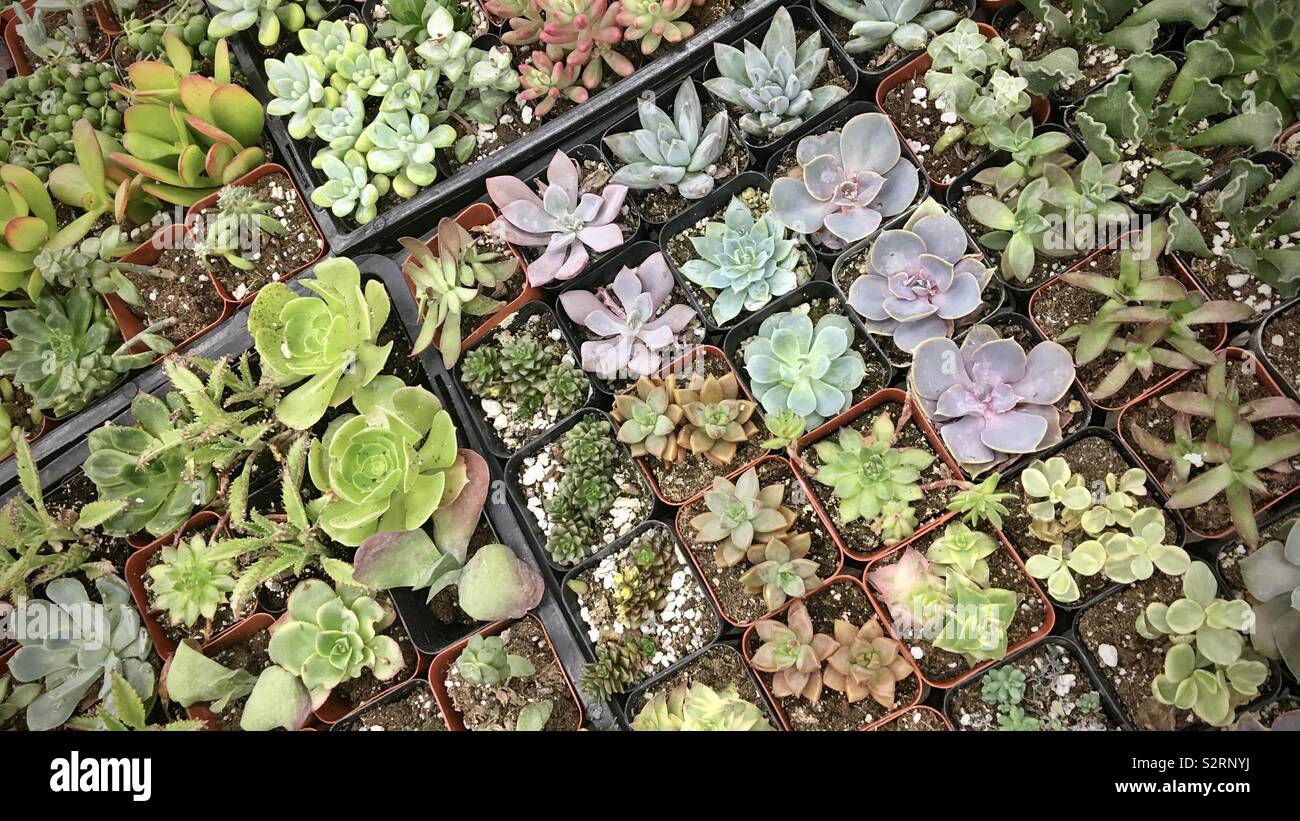 Small succulent plants in pots ready for gardening - Smartphone Captured Stock Image