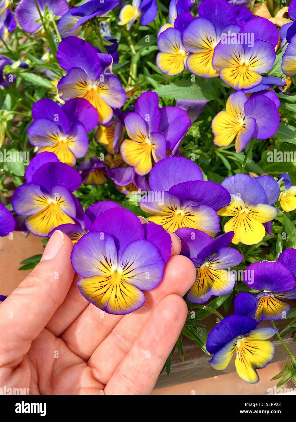 Woman’s hand holding Multi-colored perennial violas (celestial northern lights variety) - Smartphone Captured Stock Image