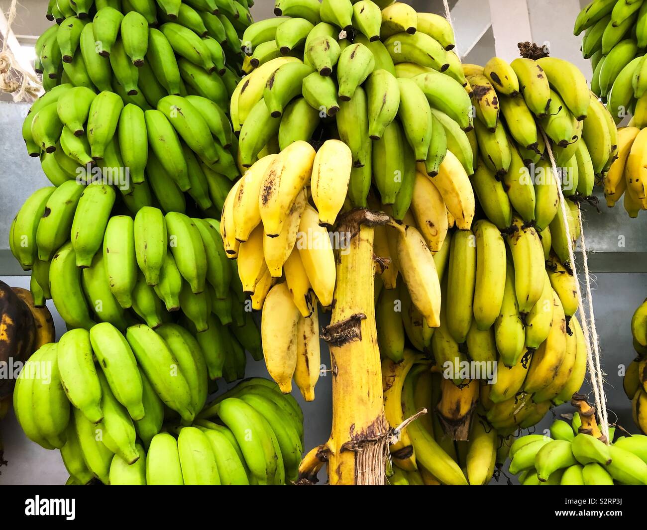 Bananas hanging in a supermarket in Bora Bora, French Polynesia - Smartphone Captured Stock Image