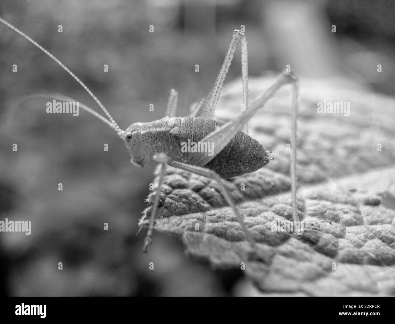 Cricket in detail Black and White Stock Photos & Images Alamy