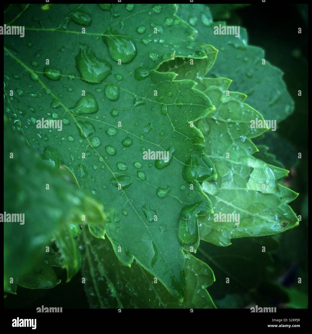 Raindrops on a Syrah grapevine leaf, Catalonia, Spain. - Smartphone Captured Stock Image