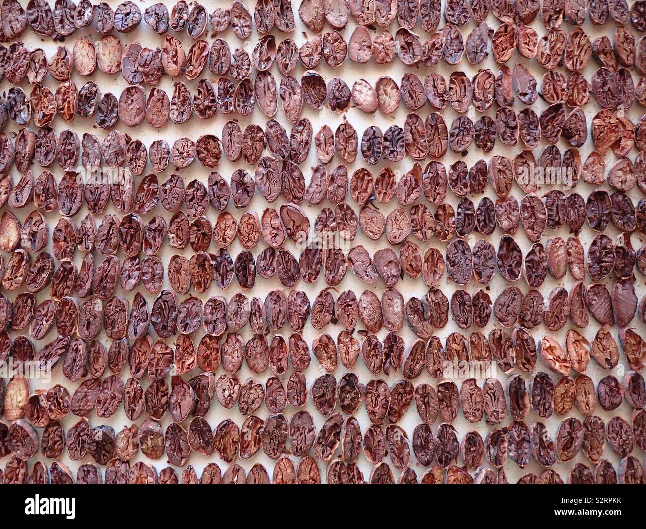 Fermented cocoa beans sliced open to check for quality and grading purposes in a cocoa plantation in Madagascar Stock Photo