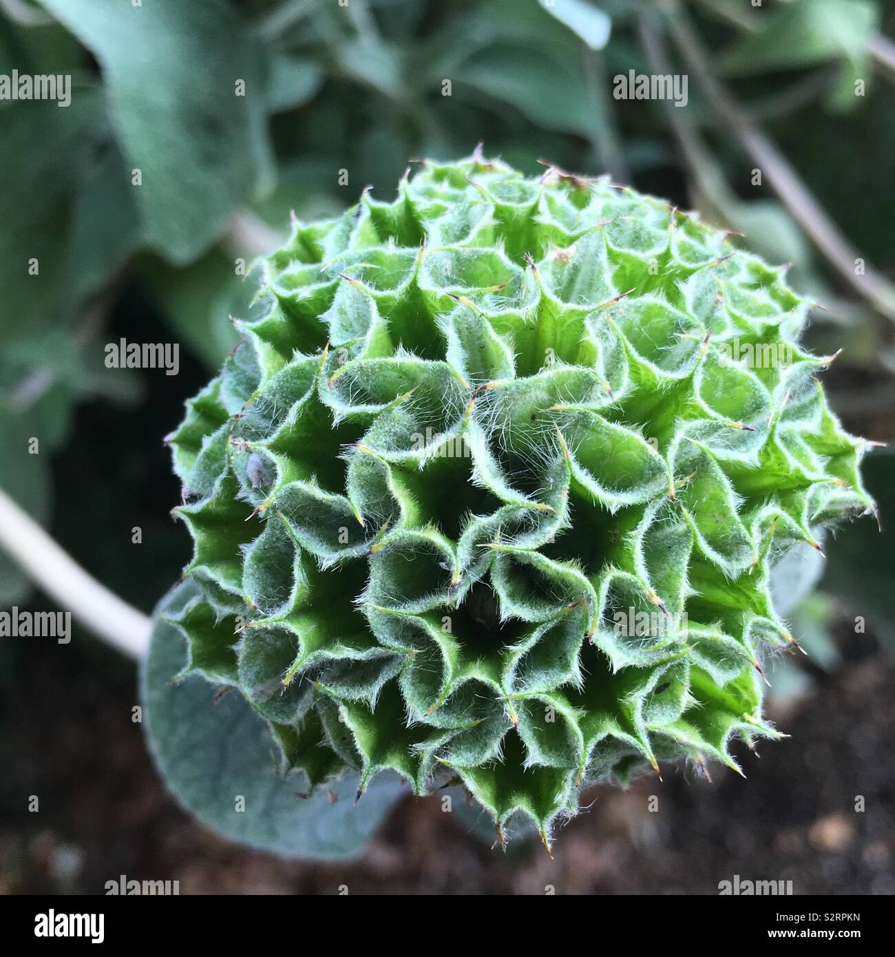 Star-shaped seed pod Stock Photo