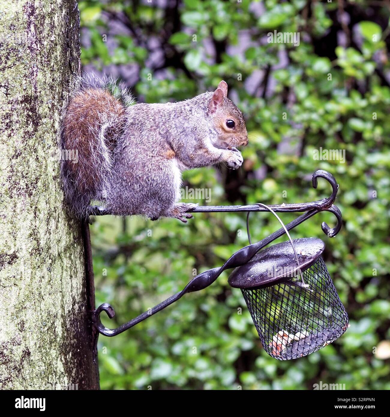 A Grey Squirrel Eats Nuts From A Bird Feeder Stock Photo