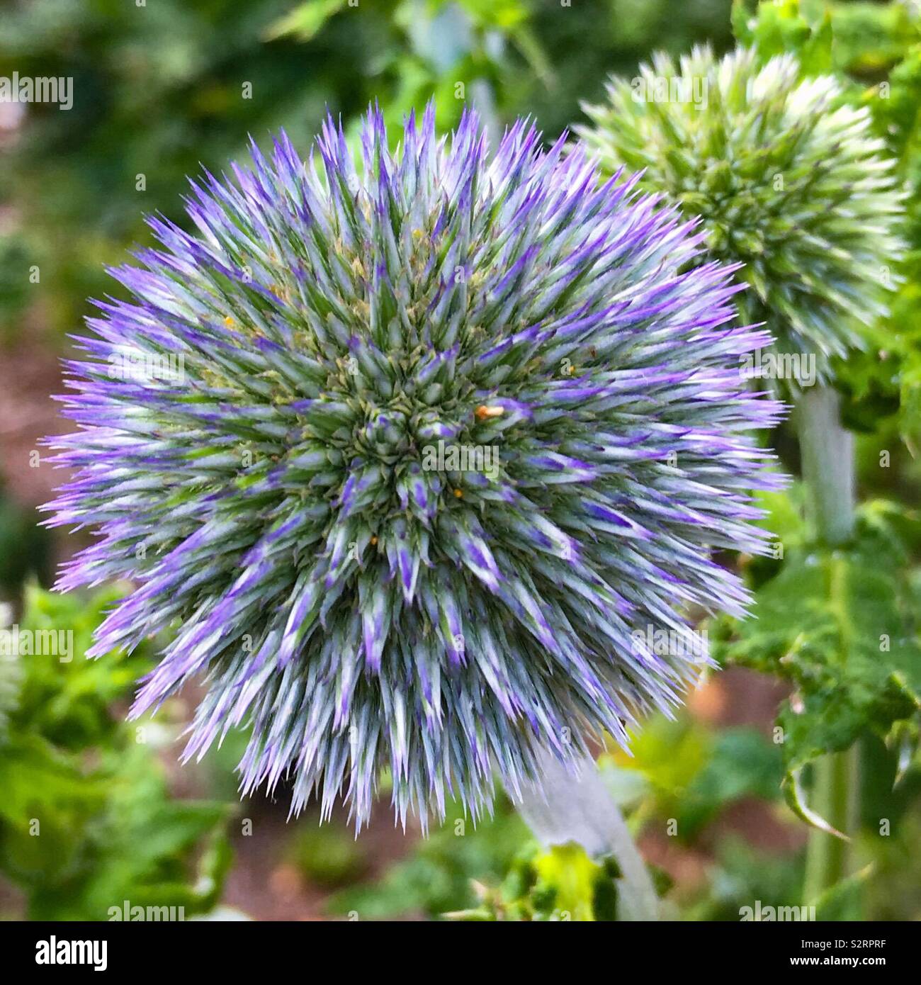 Purple thistle in the foreground with a green thistle in the background Stock Photo