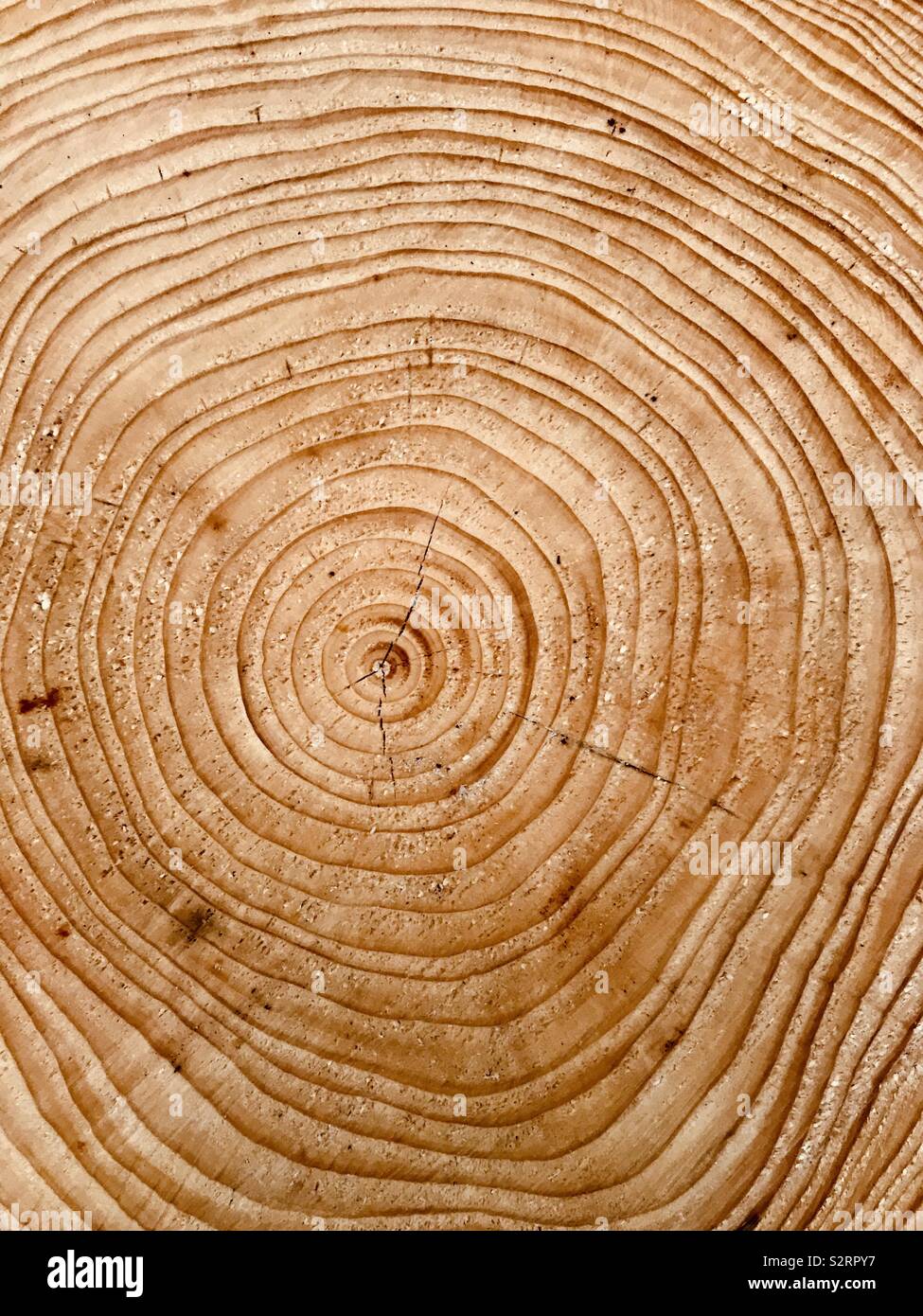 Close up of tree rings on a freshly cut pine log. - Smartphone Captured Stock Image