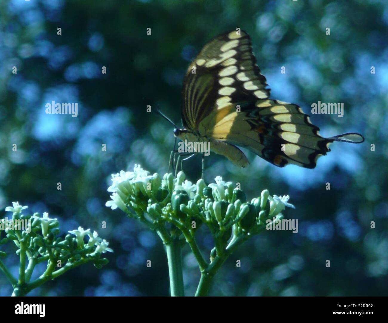 Swallowtail butterfly - Smartphone Captured Stock Image