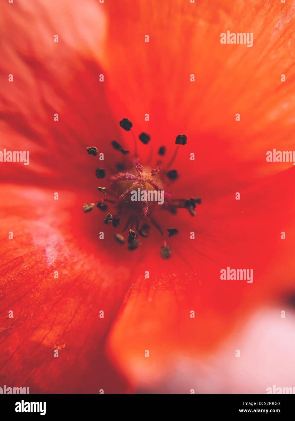 Up close photo of red poppy flower - Smartphone Captured Stock Image