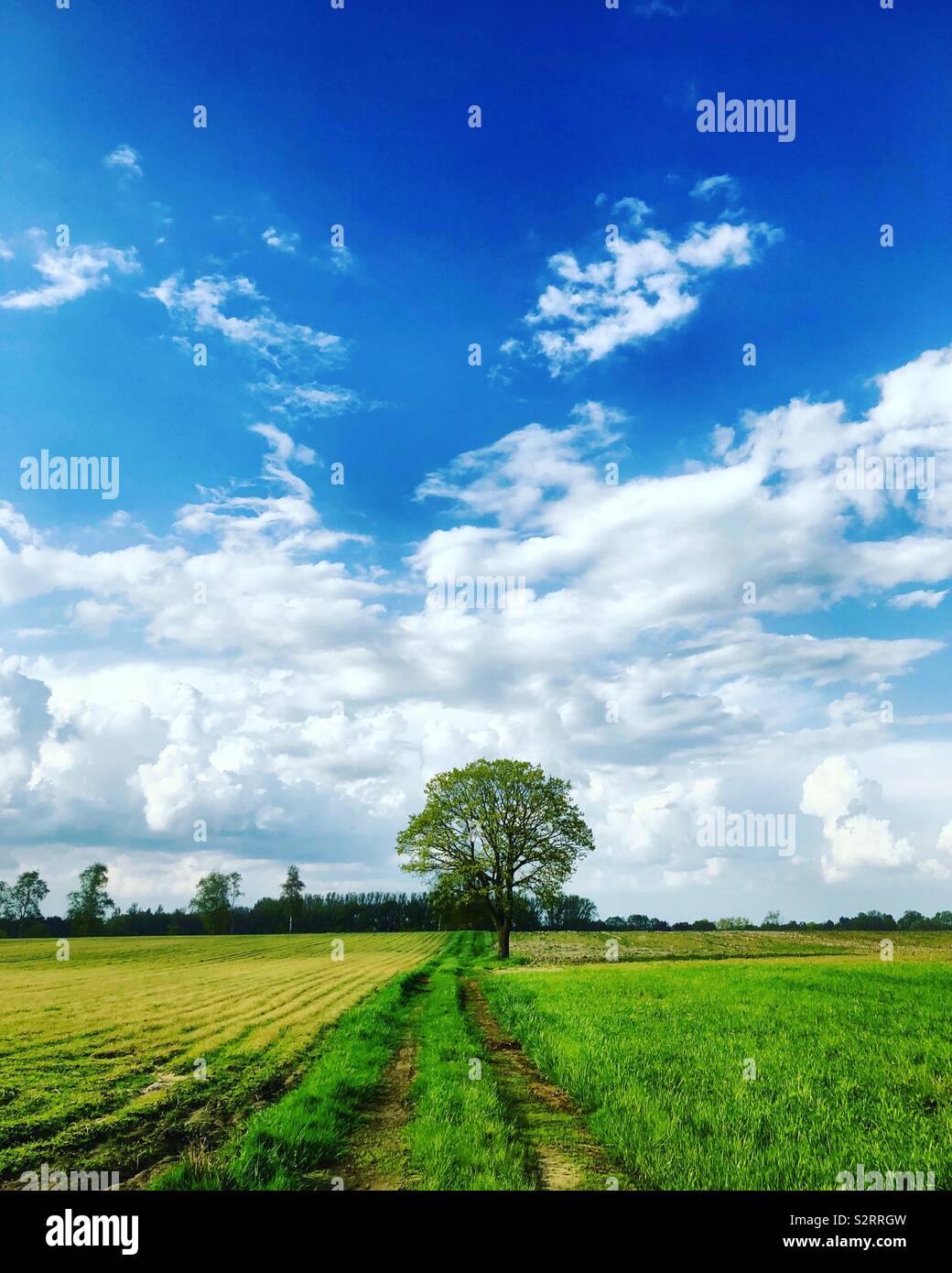 A dirt road between two different farmfields leading up towards a lone ...