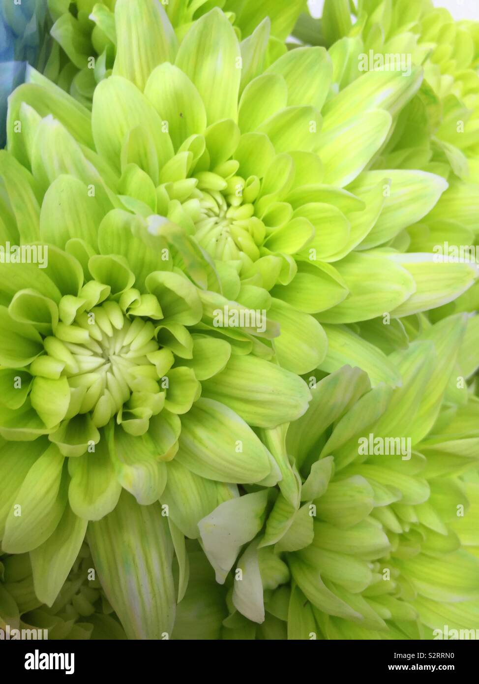Green flowers Stock Photo