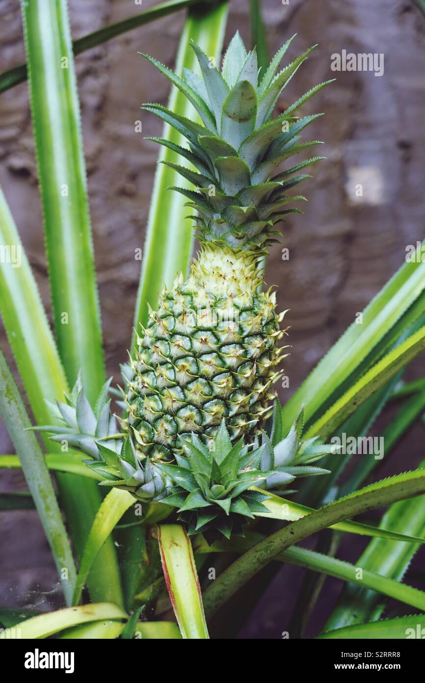 Unripe pineapple on the perennial. With grey wall in the background. Stock Photo